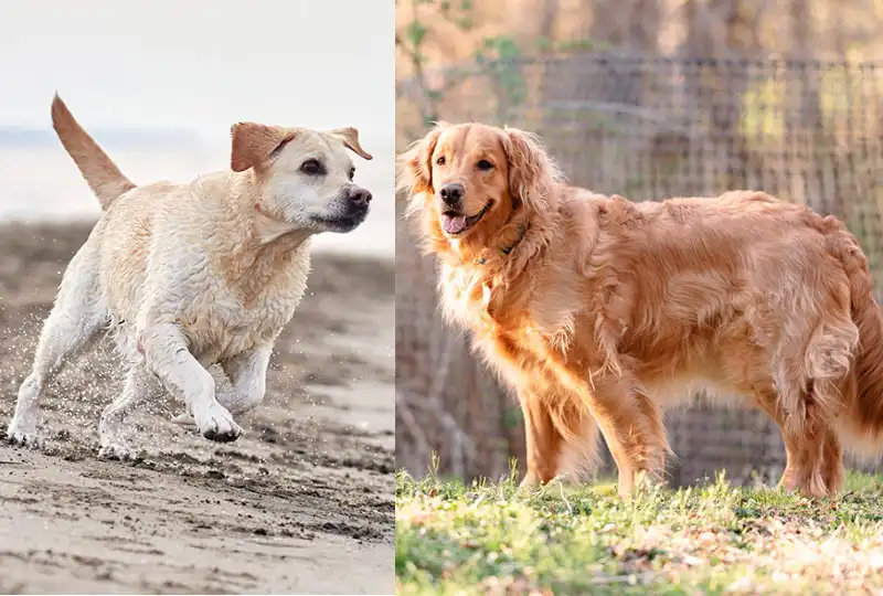Labrador and a Retriever
