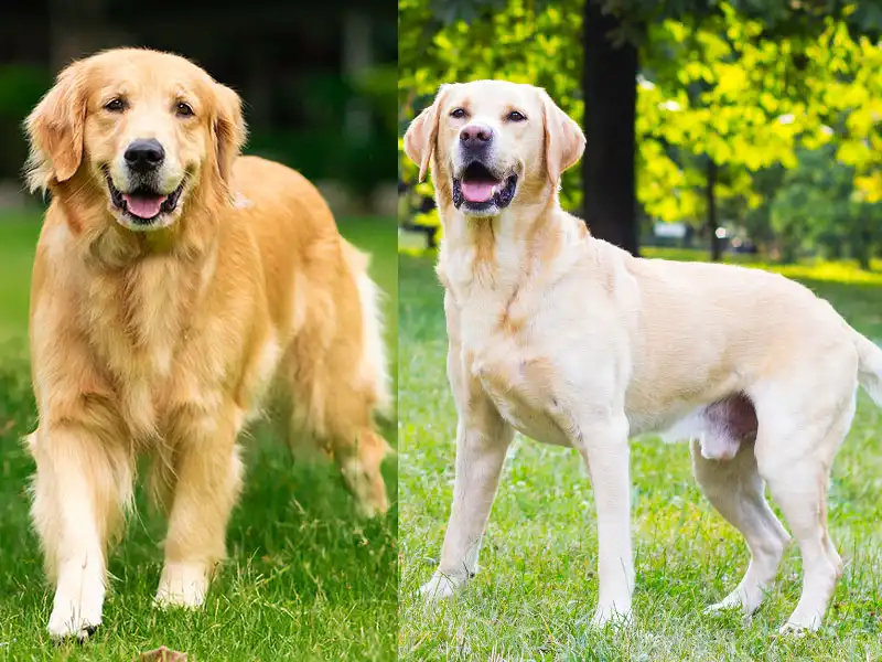Labrador and a Retriever