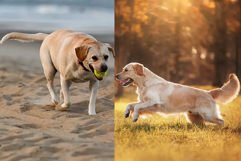 Labrador and a Retriever