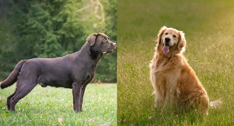 Labrador and a Retriever