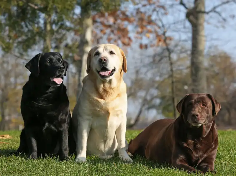 Labrador and a Retriever