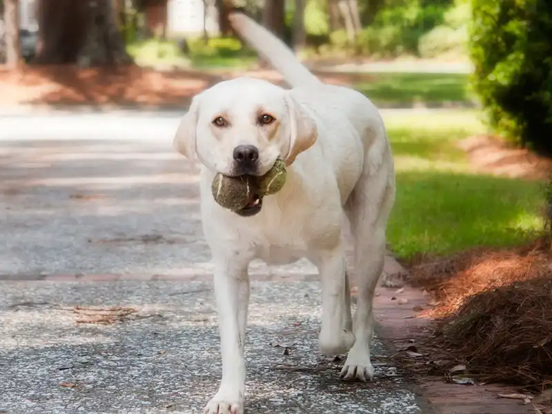 Labrador and a Retriever