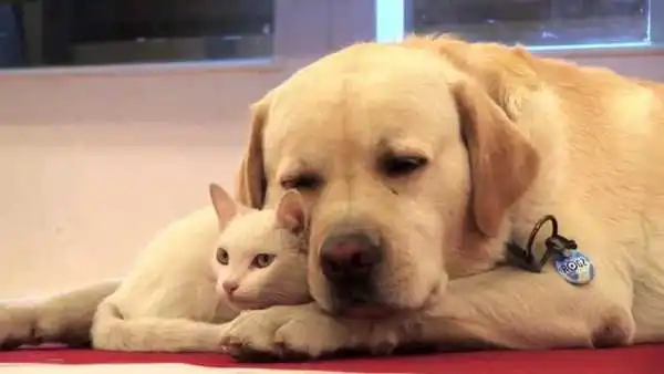 Labrador