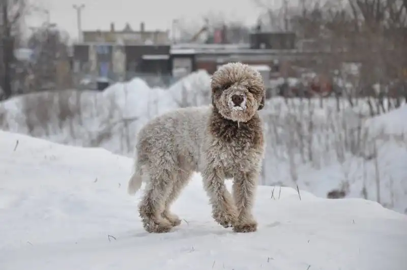 Lagotto Romagnolo