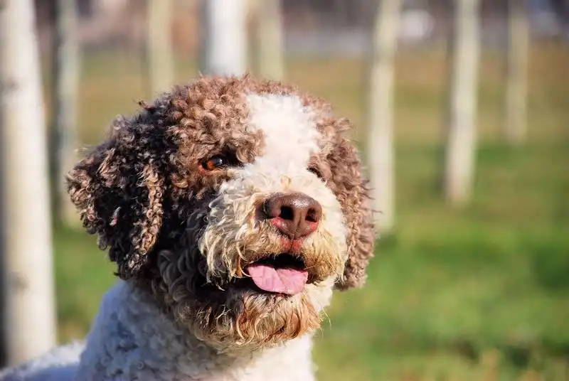 Lagotto Romagnolo