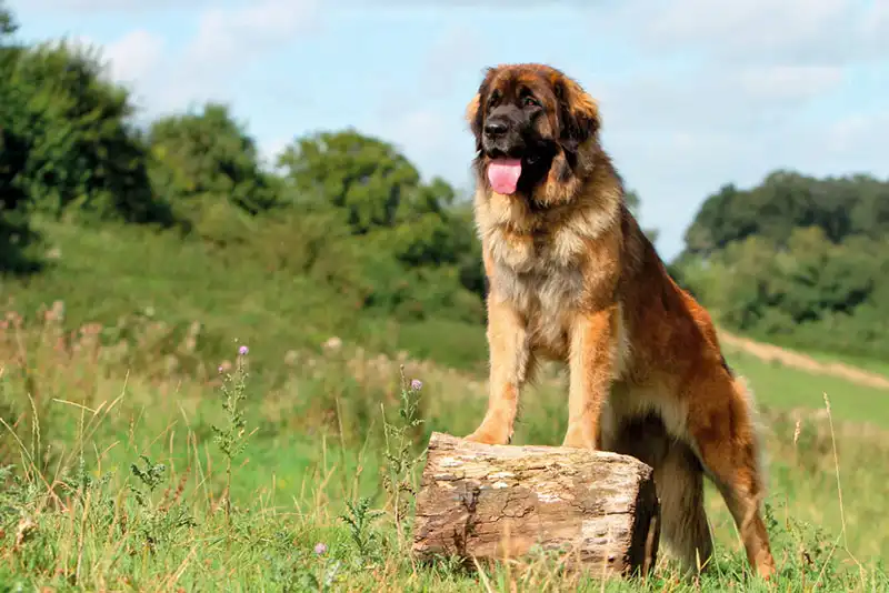 Leonberger 