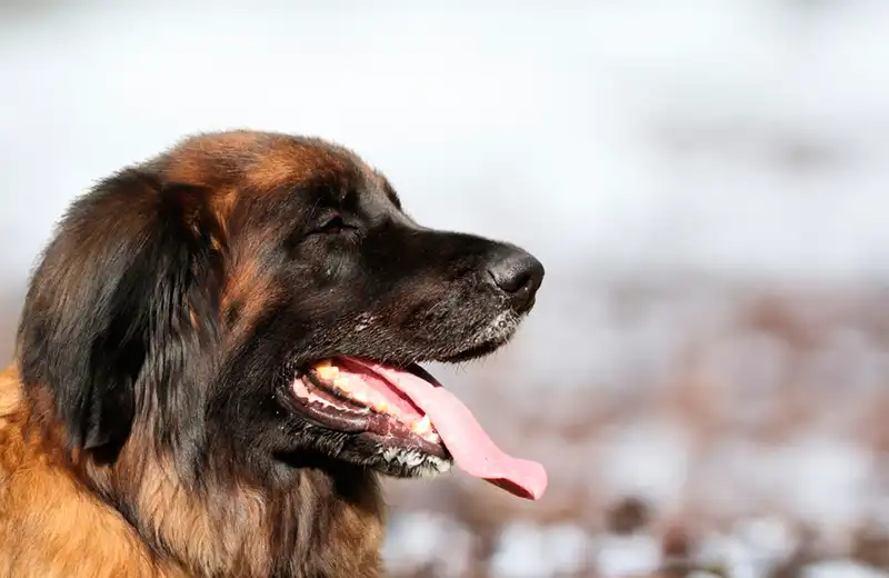 Leonberger