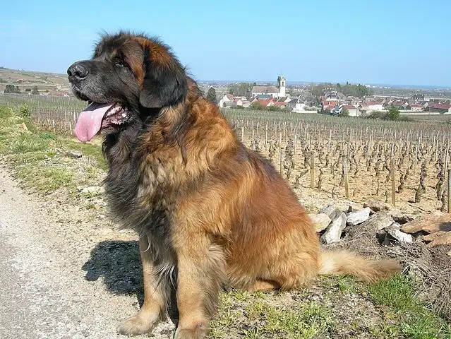 Leonberger 