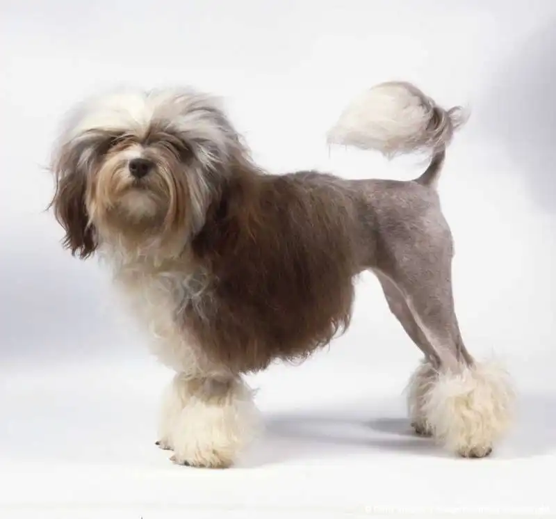 Lesser Lion Dog