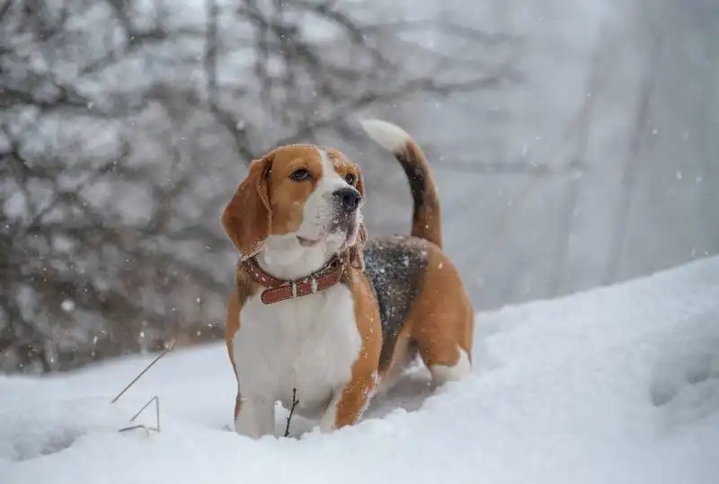 List of hound dog