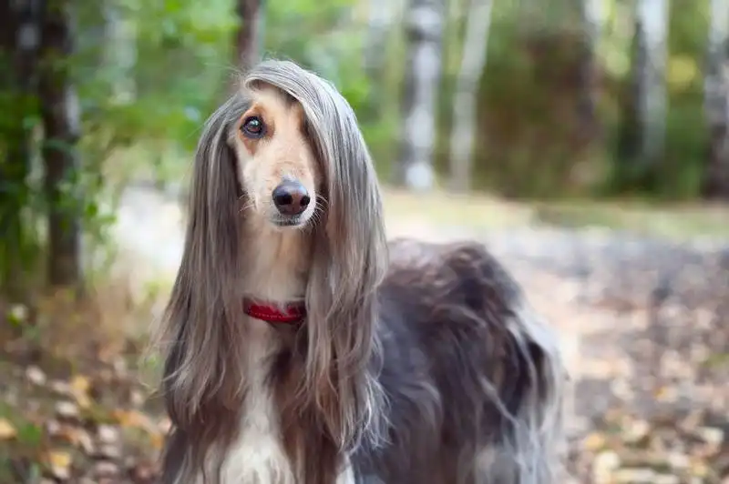 List of hound dog
