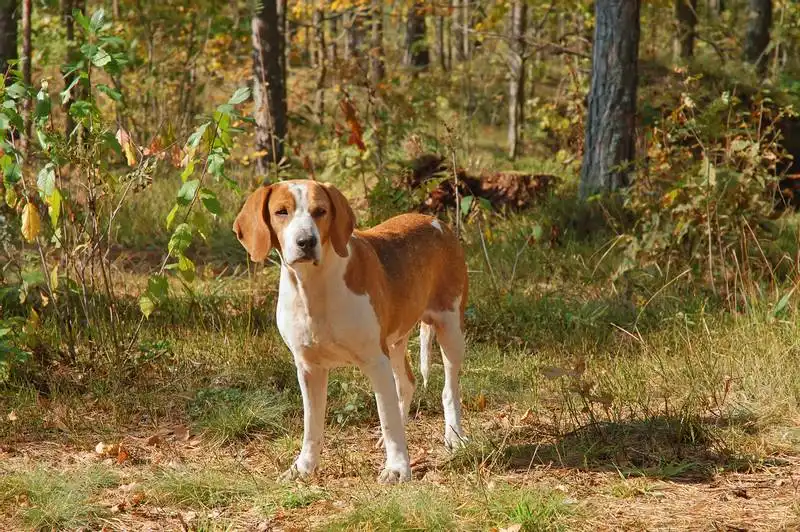 List of hound dog
