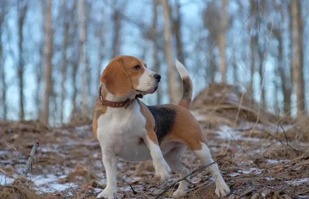 List of hound dog