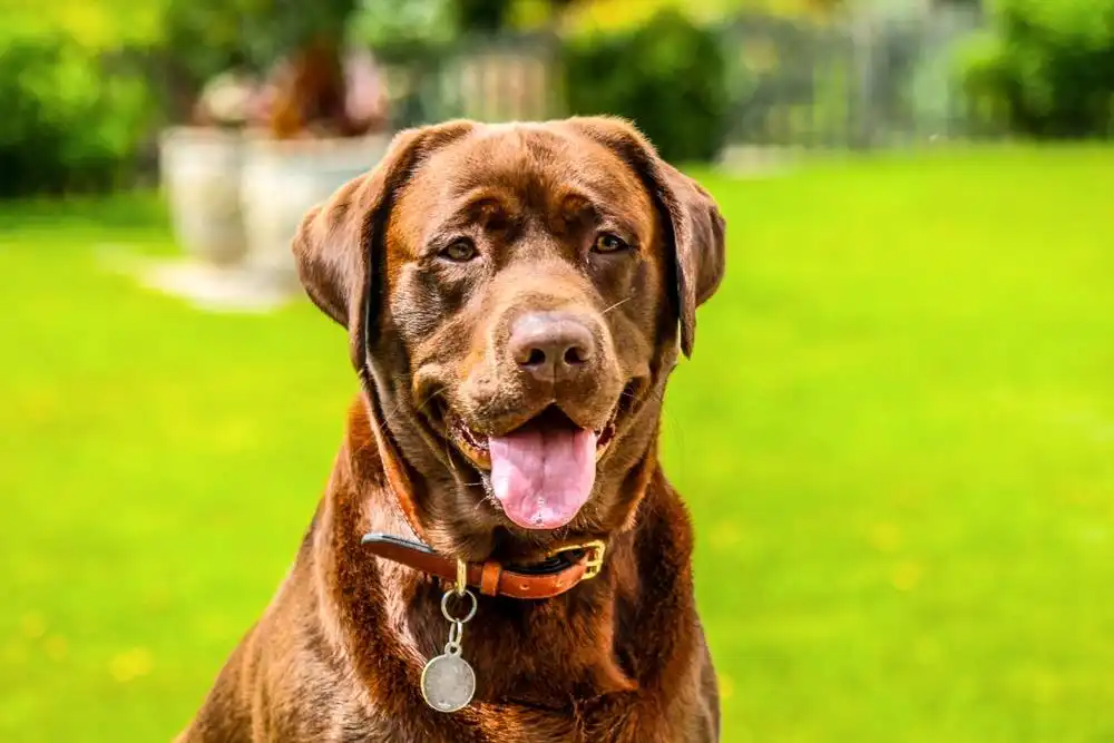 Loyal Dog Breeds