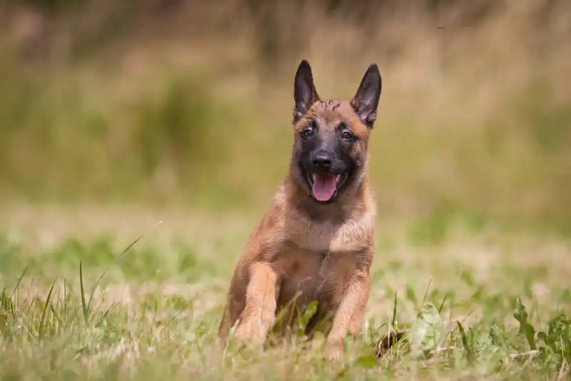 Malinois (Belgian Shepherd) 