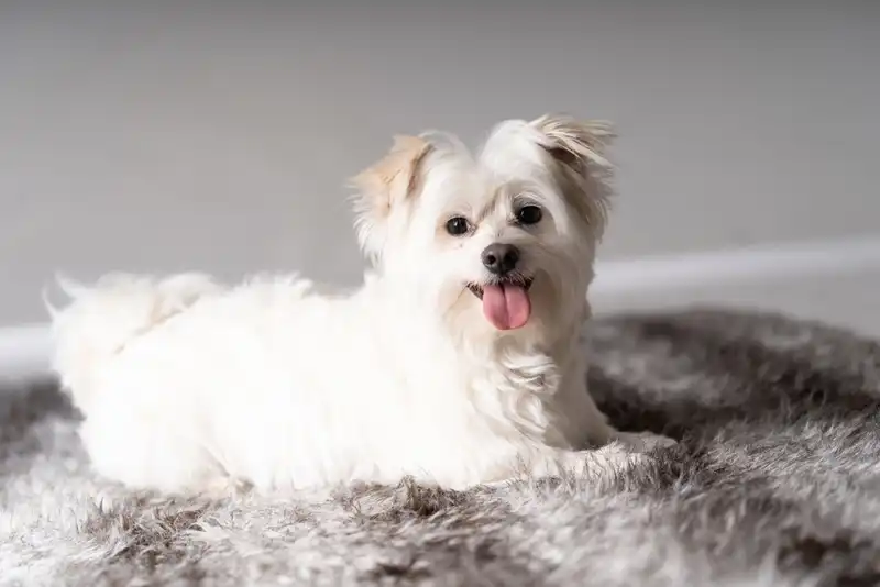 Maltese