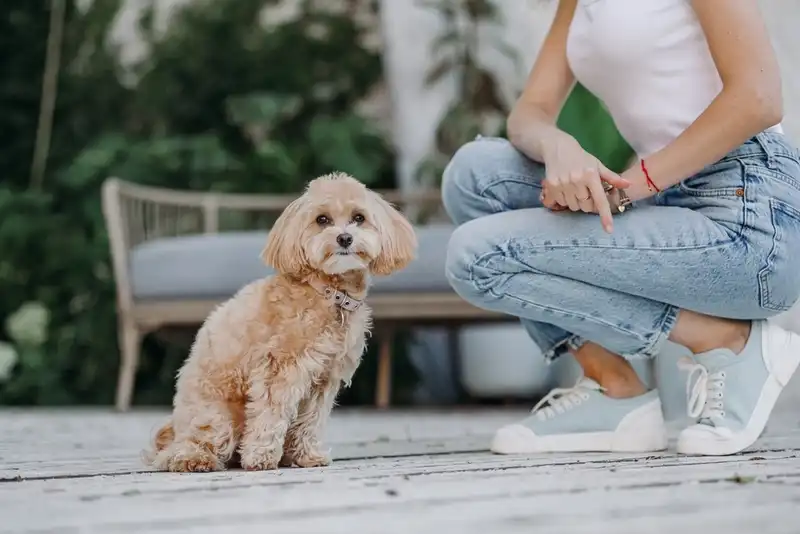 Maltipoo