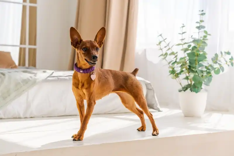 Miniature Pinscher (Zwergpinscher) 