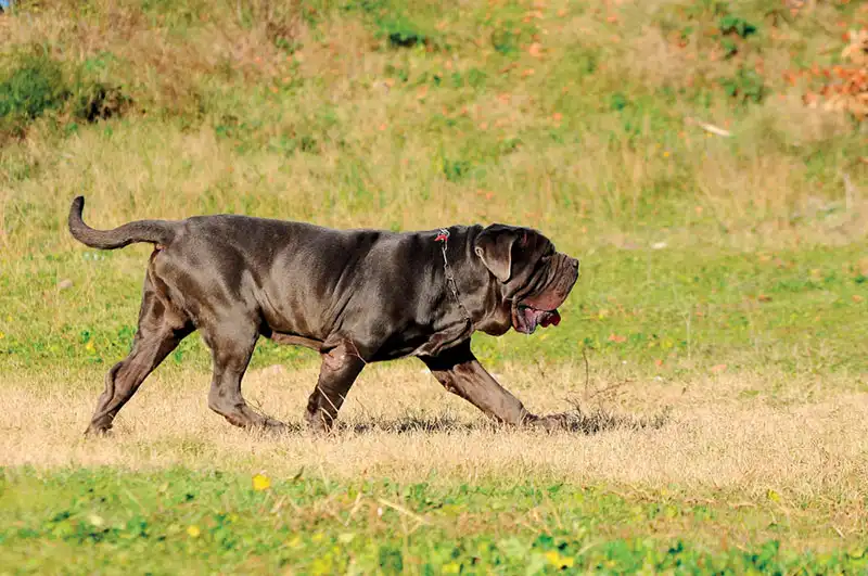 Neapolitan Mastiff