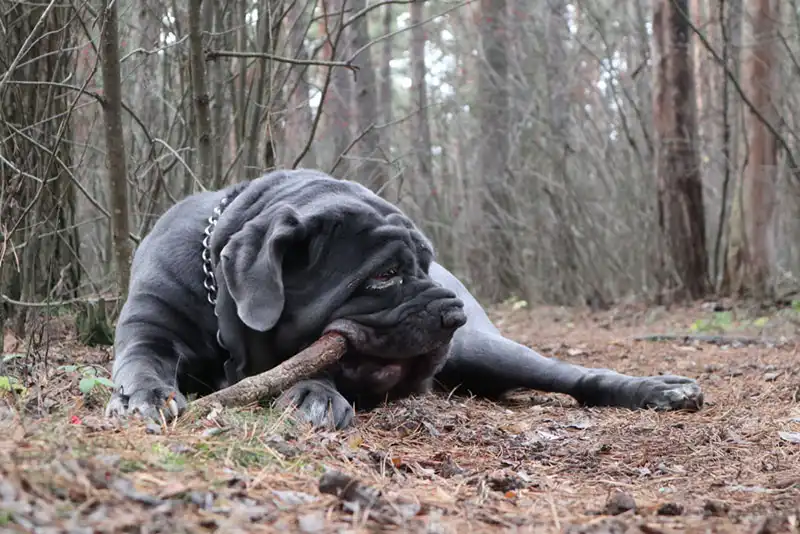 Neapolitan Mastiff