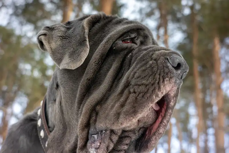 Neapolitan Mastiff