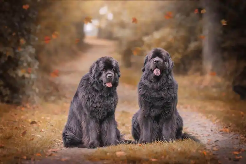 Newfoundland 