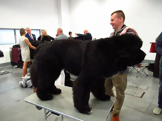 Newfoundland Dog 