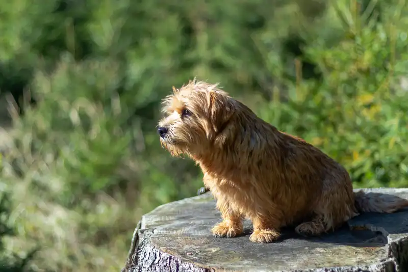 Norfolk Terrier 
