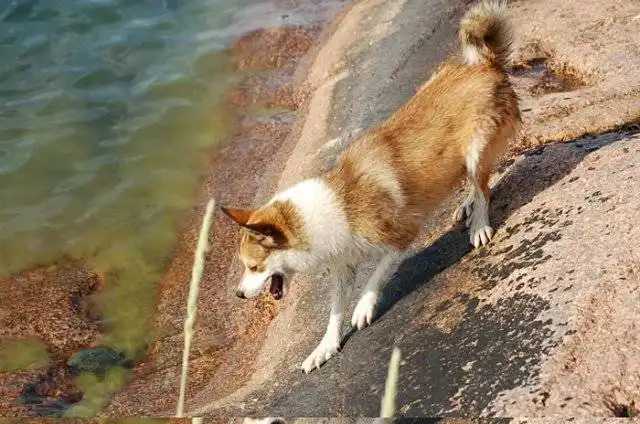 Norwegian Lundehund 