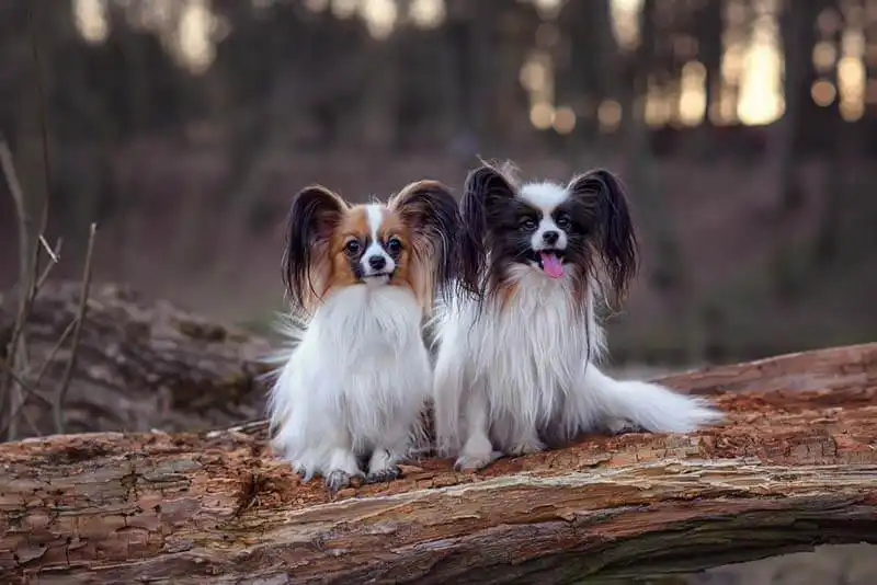 Papillon