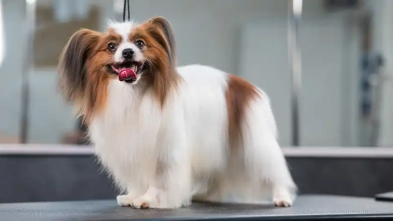 Papillon