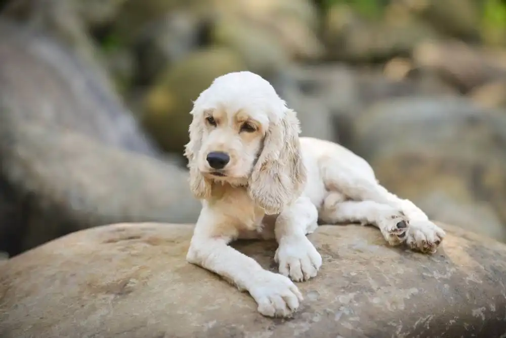 Pedigree of the dog