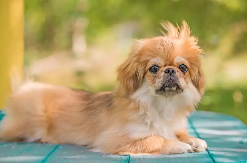 Pekingese