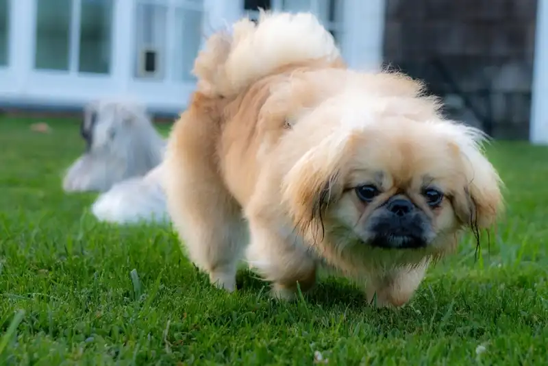 Pekingese