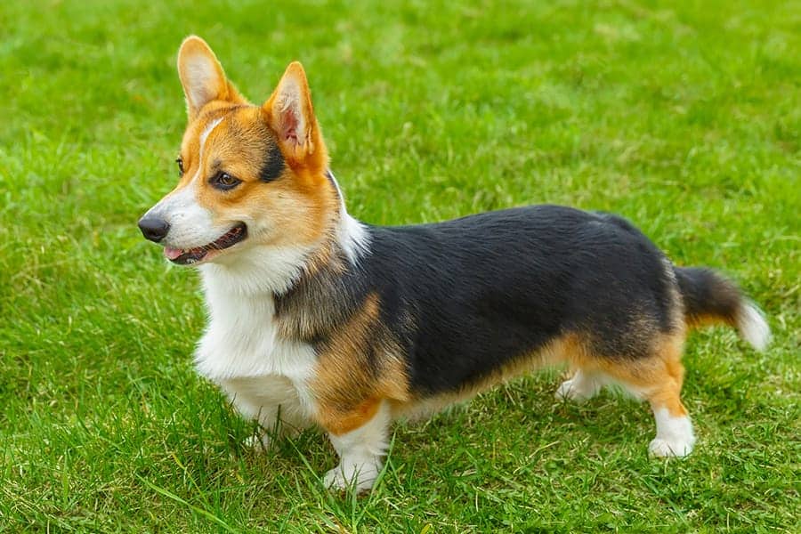Pembroke Welsh Corgi 