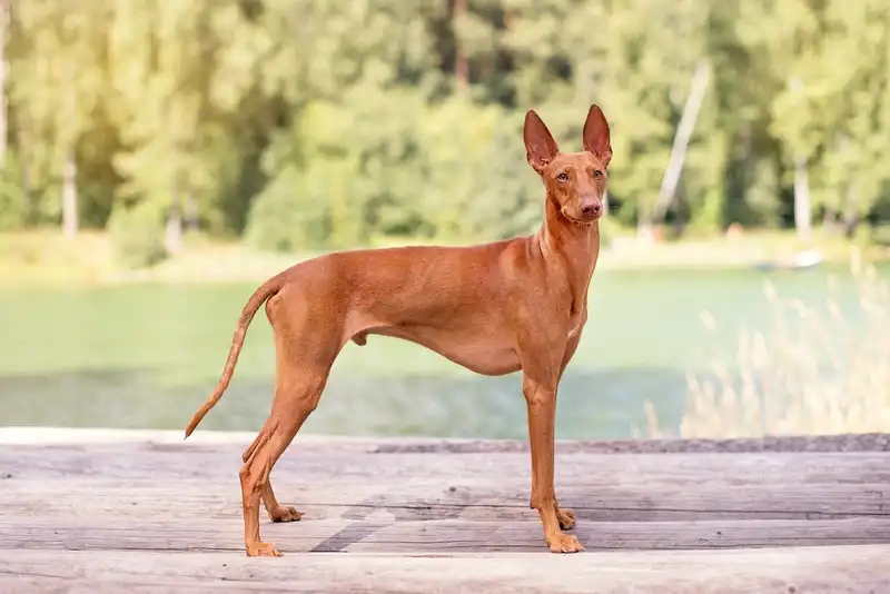 Pharaoh Hound 
