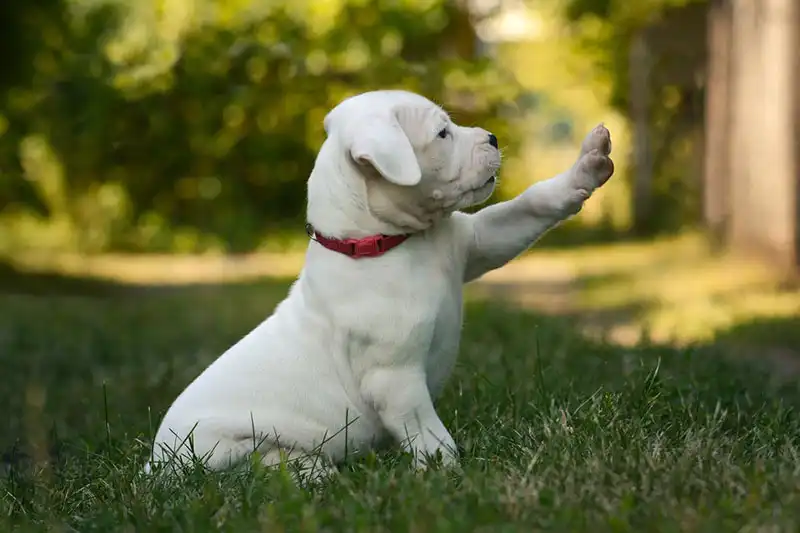 Photos of Dogo Argentino puppies