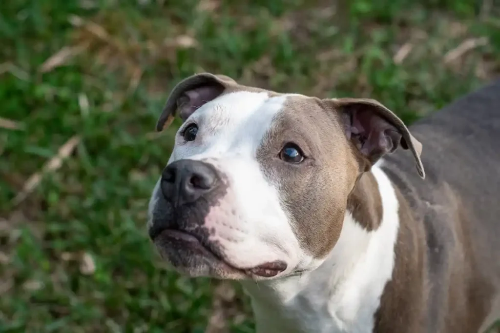 Pitbull