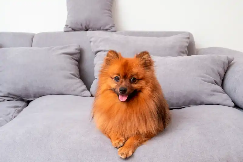 Pomeranian Spitz 