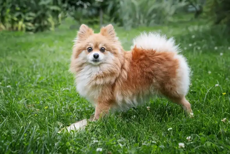 Pomeranian Spitz
