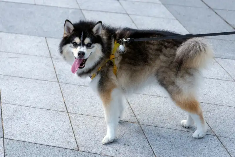 Pomsky