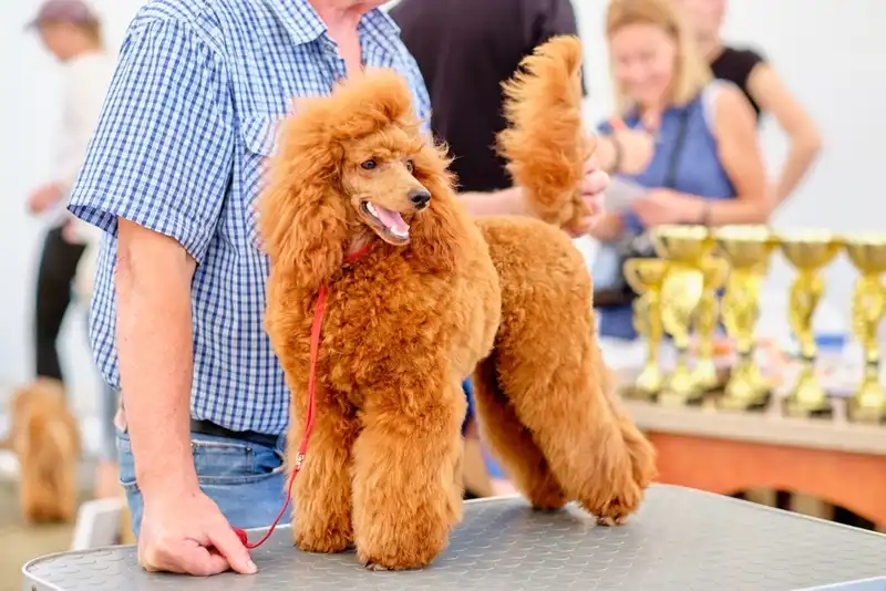 Poodle 