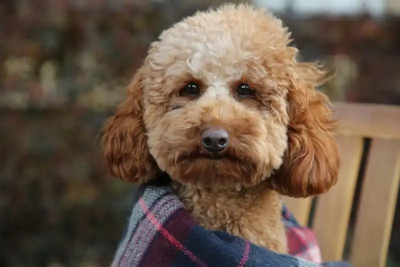 Poodle