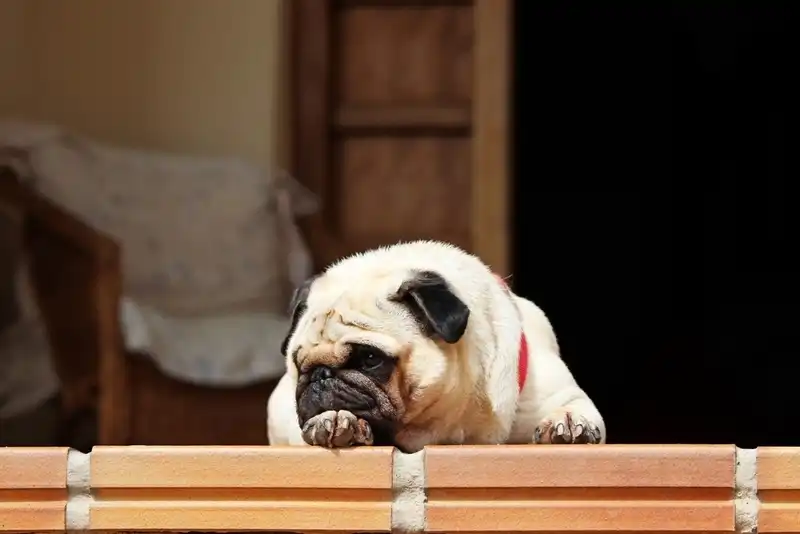 Pug