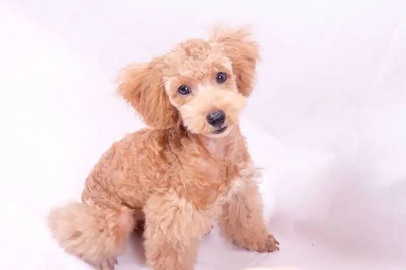 Pumi