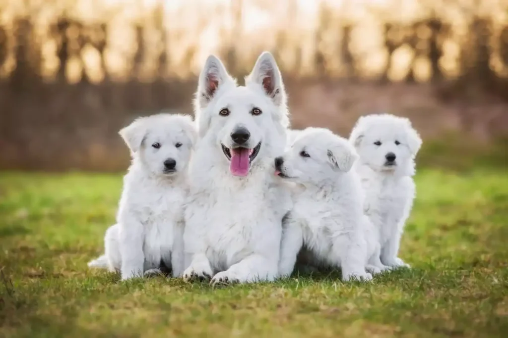 Puppy Development