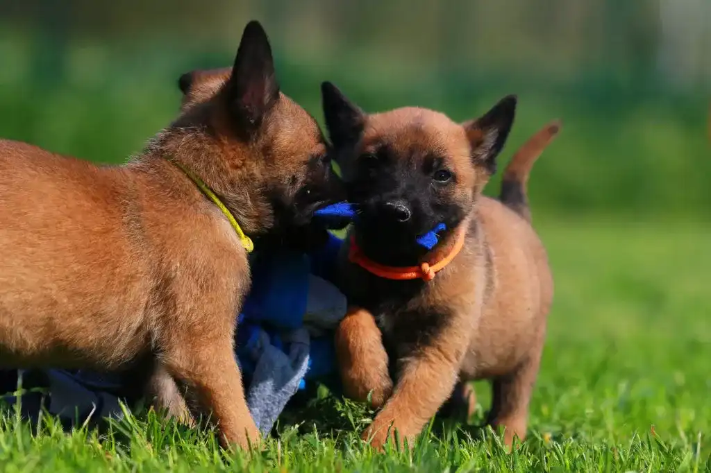 Puppy course