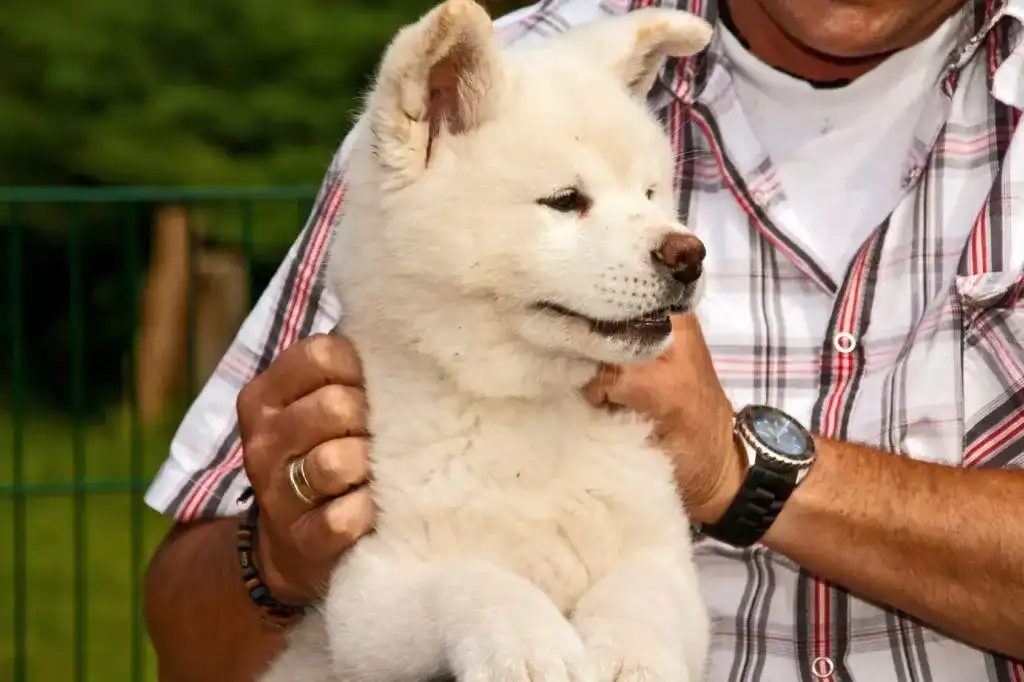 Puppy course