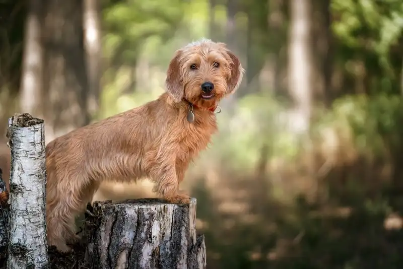 Red Basset Fauve de Bretagne 