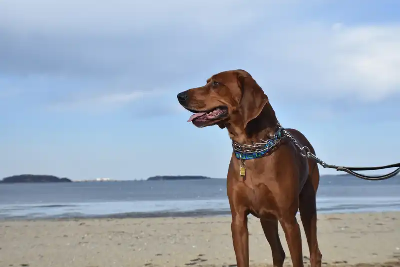 Red Coonhound 